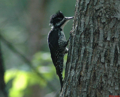 ��������� �����